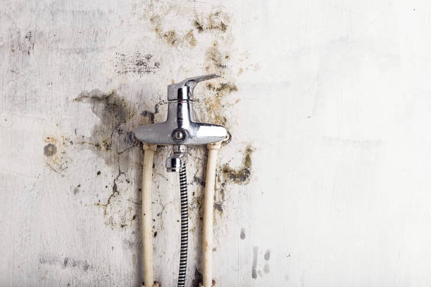 Best Black Mold Removal  in Tama, IA