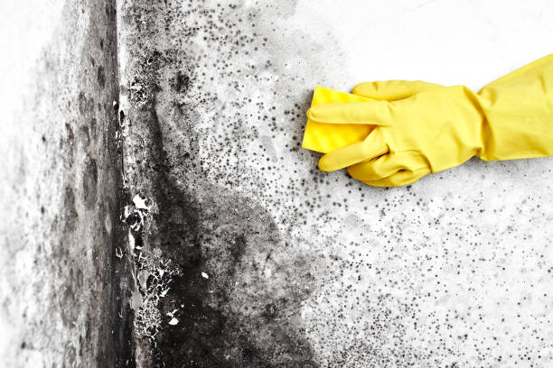 Best Attic Mold Removal  in Tama, IA