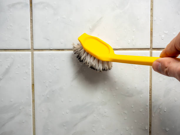 Best Fast Mold Removal  in Tama, IA